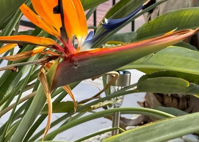 Lägenhet Casa La Zorro *